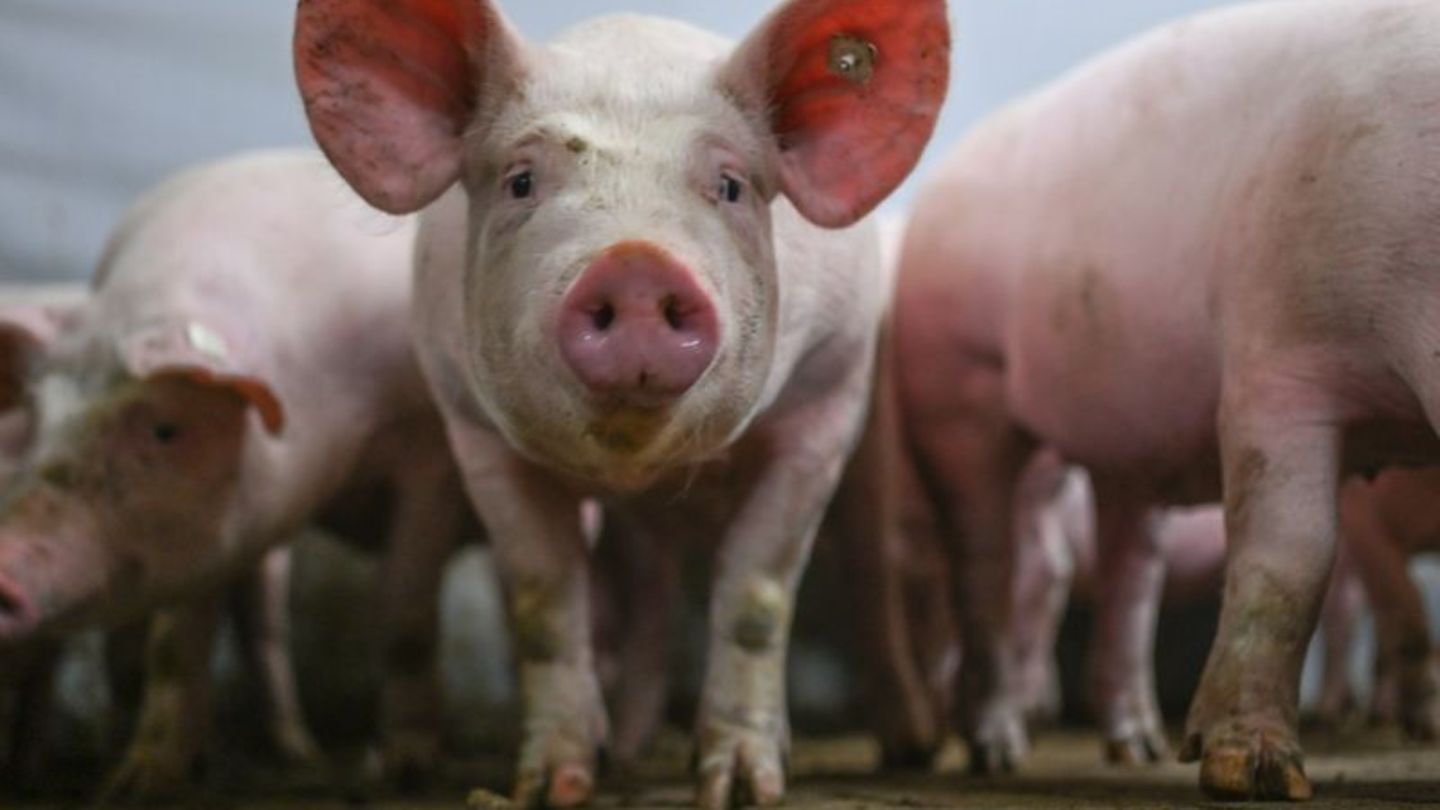 Agrar: Behörden schaffen vorgeschriebene Tierkontrollen oft nicht