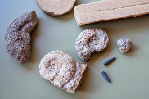 Höhlenforschung: Fossile Fundstücke
