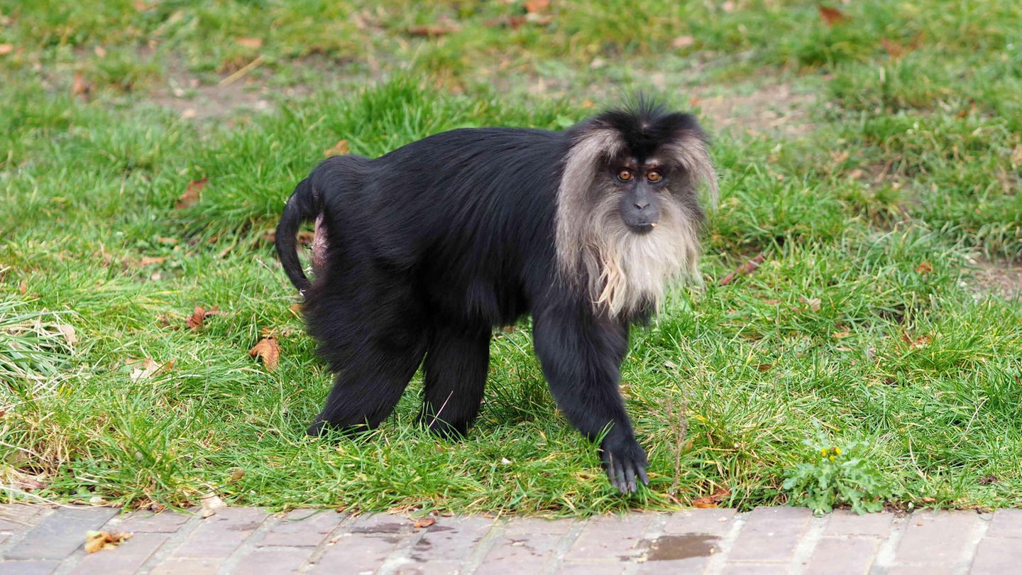 Bartaffendame: Sie sollen Affe Ruma aus dem Zoo Leipzig geklaut haben: Polizei nimmt Verdächtige fest