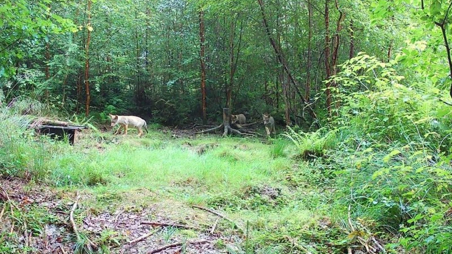 Tiere: Jägerschaft: Wildkamera fängt Jungwölfe in Wolfsburg ein