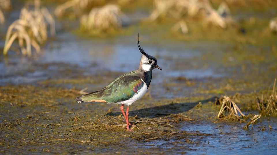Kiebitz Männchen steht in einer Sumpffläche