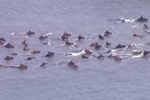 Virginia: Alljährlicher "Pony Swim" in den USA zieht Tausende Besucher an