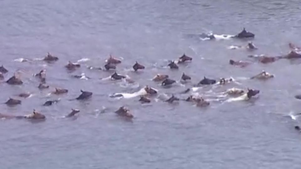 Virginia: Alljährlicher "Pony Swim" in den USA zieht Tausende Besucher an