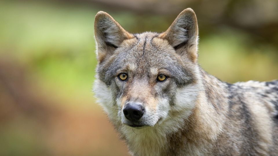 Autofahrerin filmt Wolf mitten im saarländischen Wohngebiet.