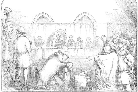 Zeichnung eines Schweins im Gerichtssaal aus dem Mittelalter