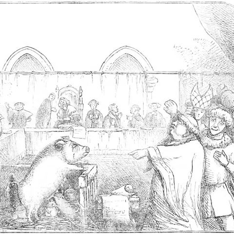 Zeichnung Eines Schwein im Gerichtsaal aus Mittelalter