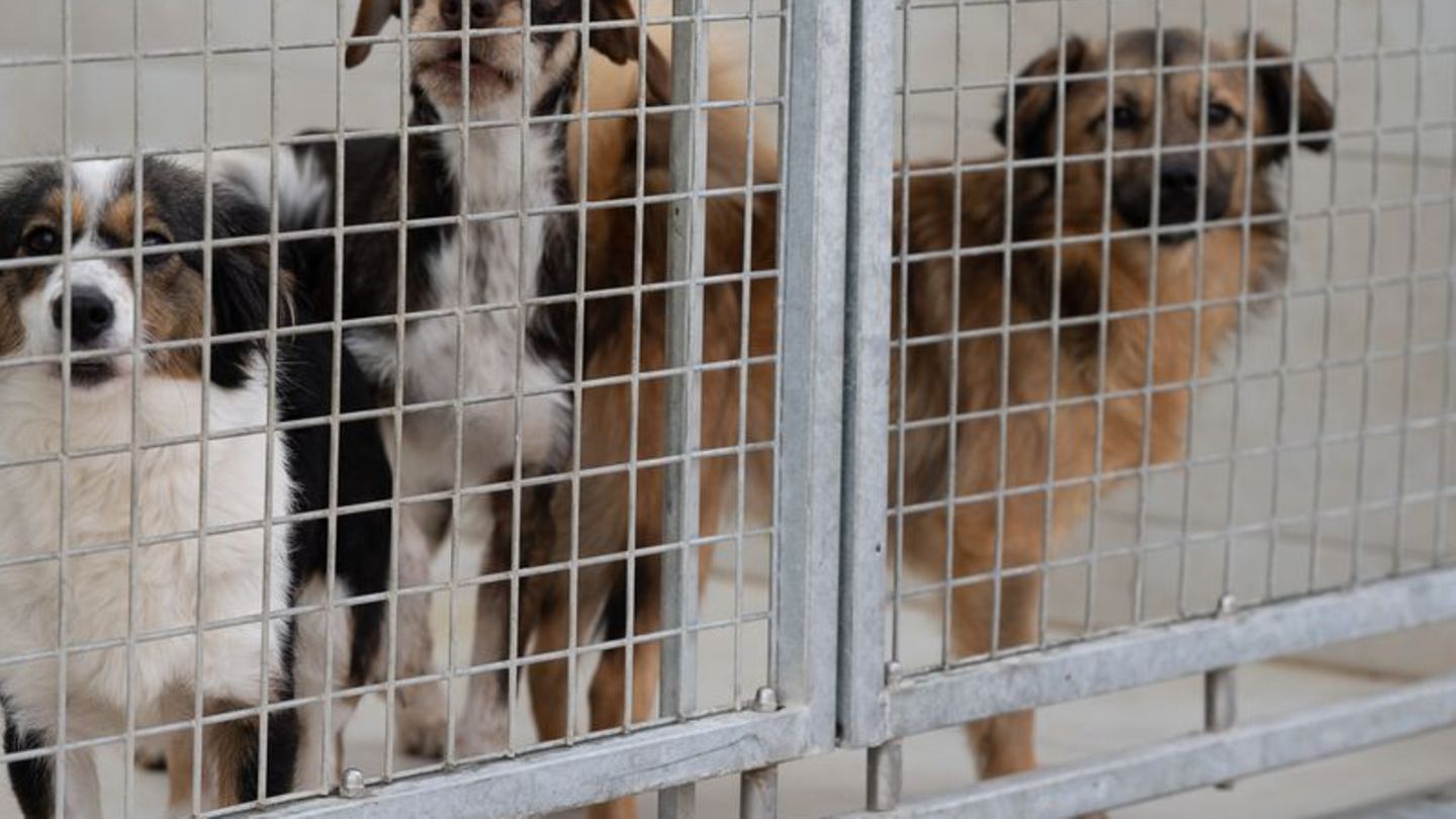 Vierbeiner in Not: Verband: Viele Tierheime haben Aufnahmestopps