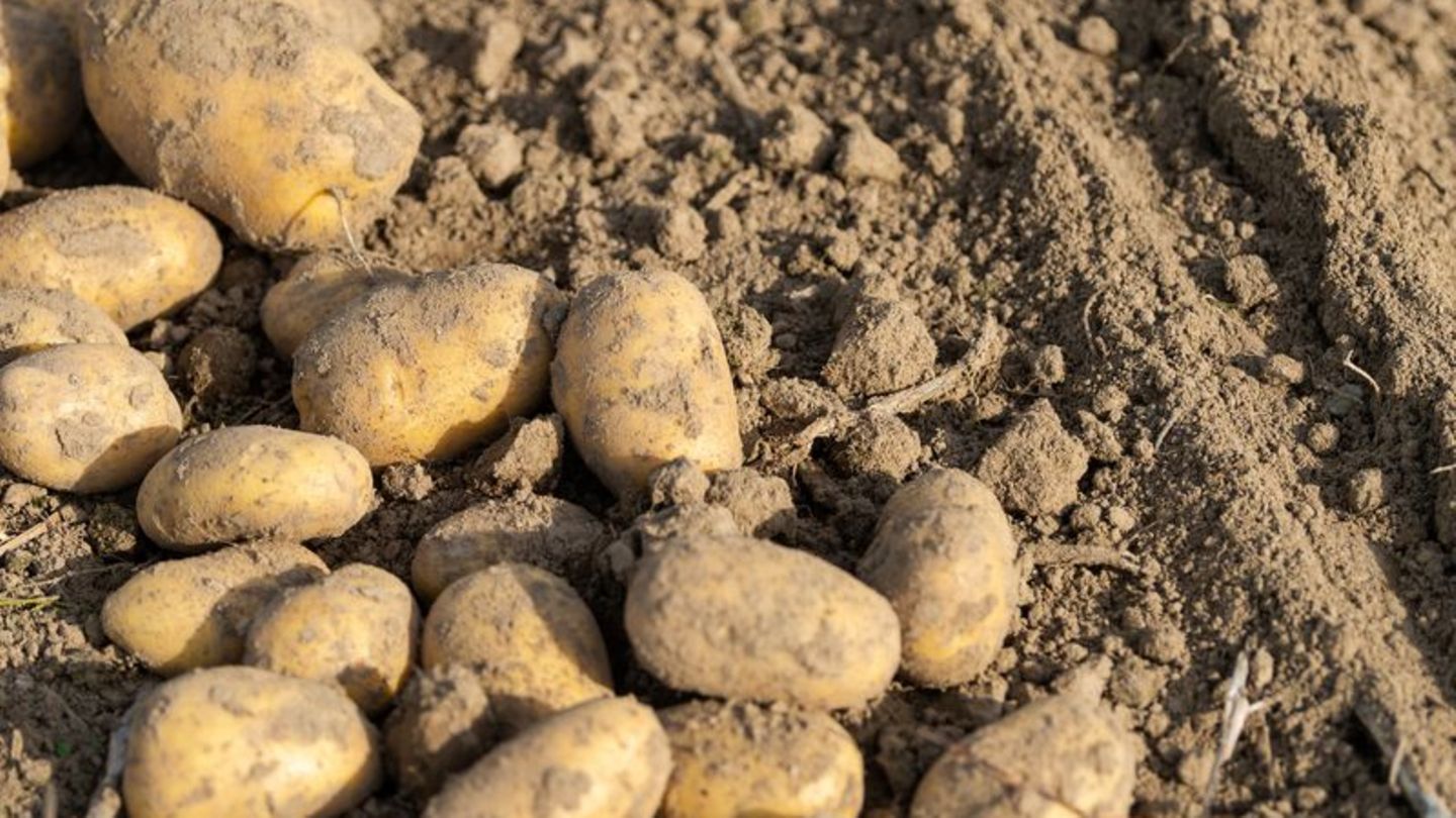Fäulnis-Krankheiten: Feuchtwarmes Wetter macht Kartoffelbauern Sorge