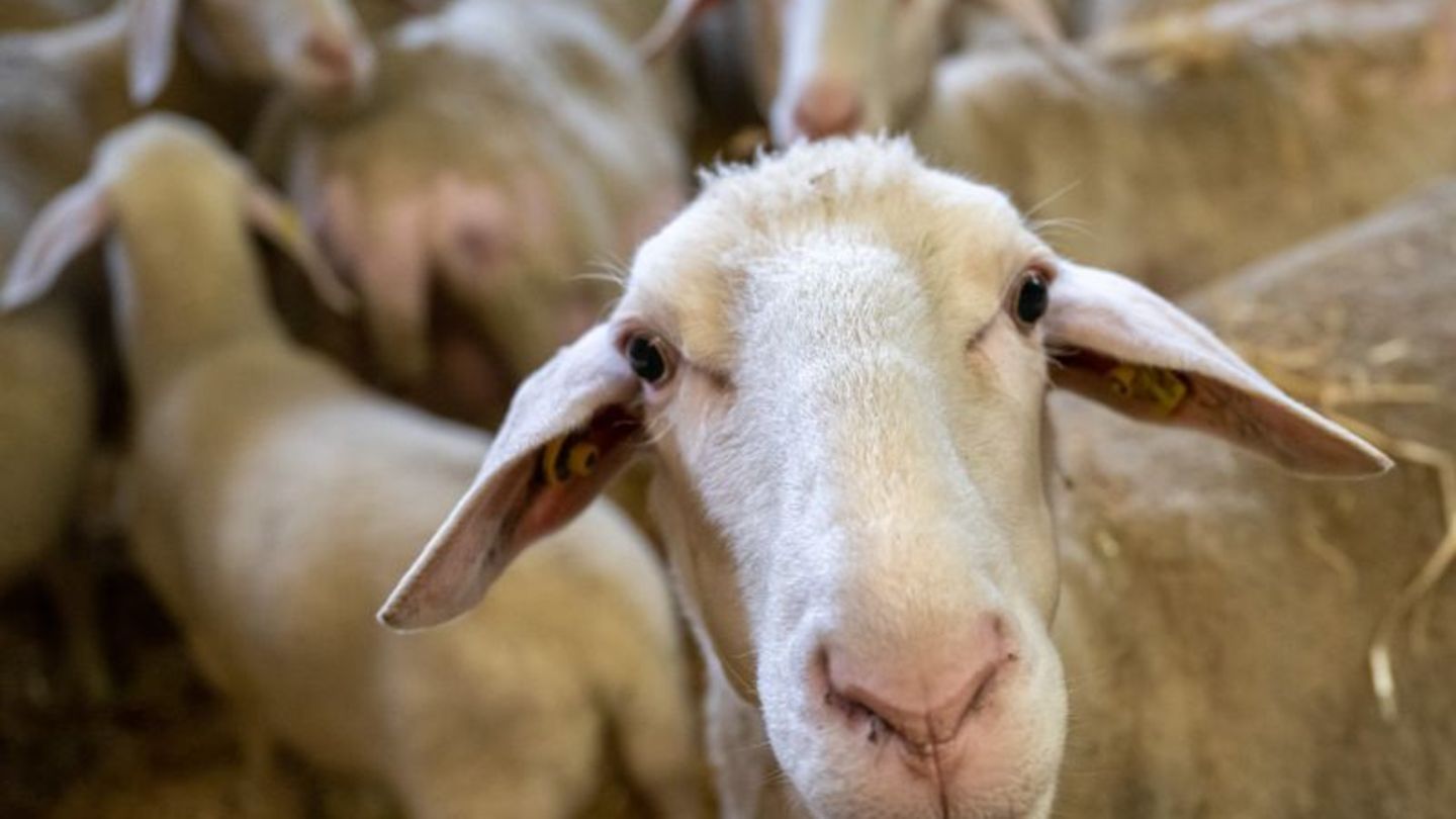 Forbach: Sechs Schafe im Murgtal gerissen