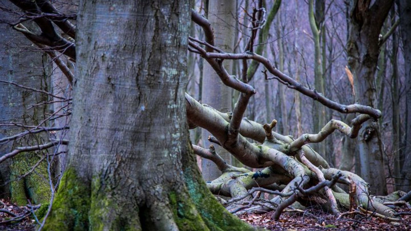 Schädlinge in Bäumen: Der deutsche Wald verschwindet
