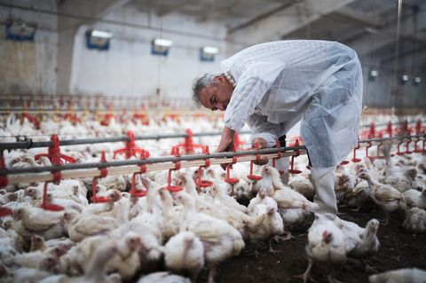 Zum Thema Vogelgrippe: Mitarbeiter auf einer Geflügelfarm