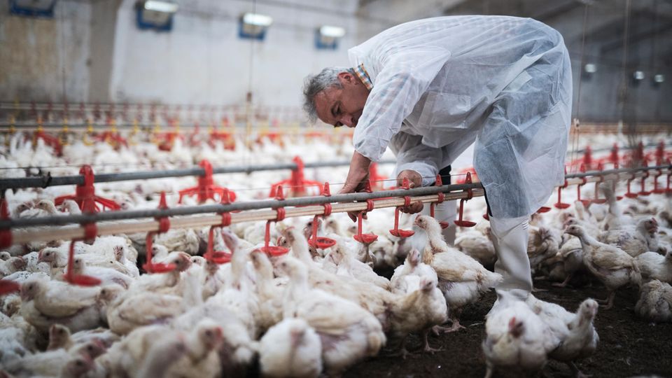 Zum Thema Vogelgrippe: Mitarbeiter auf einer Geflügelfarm