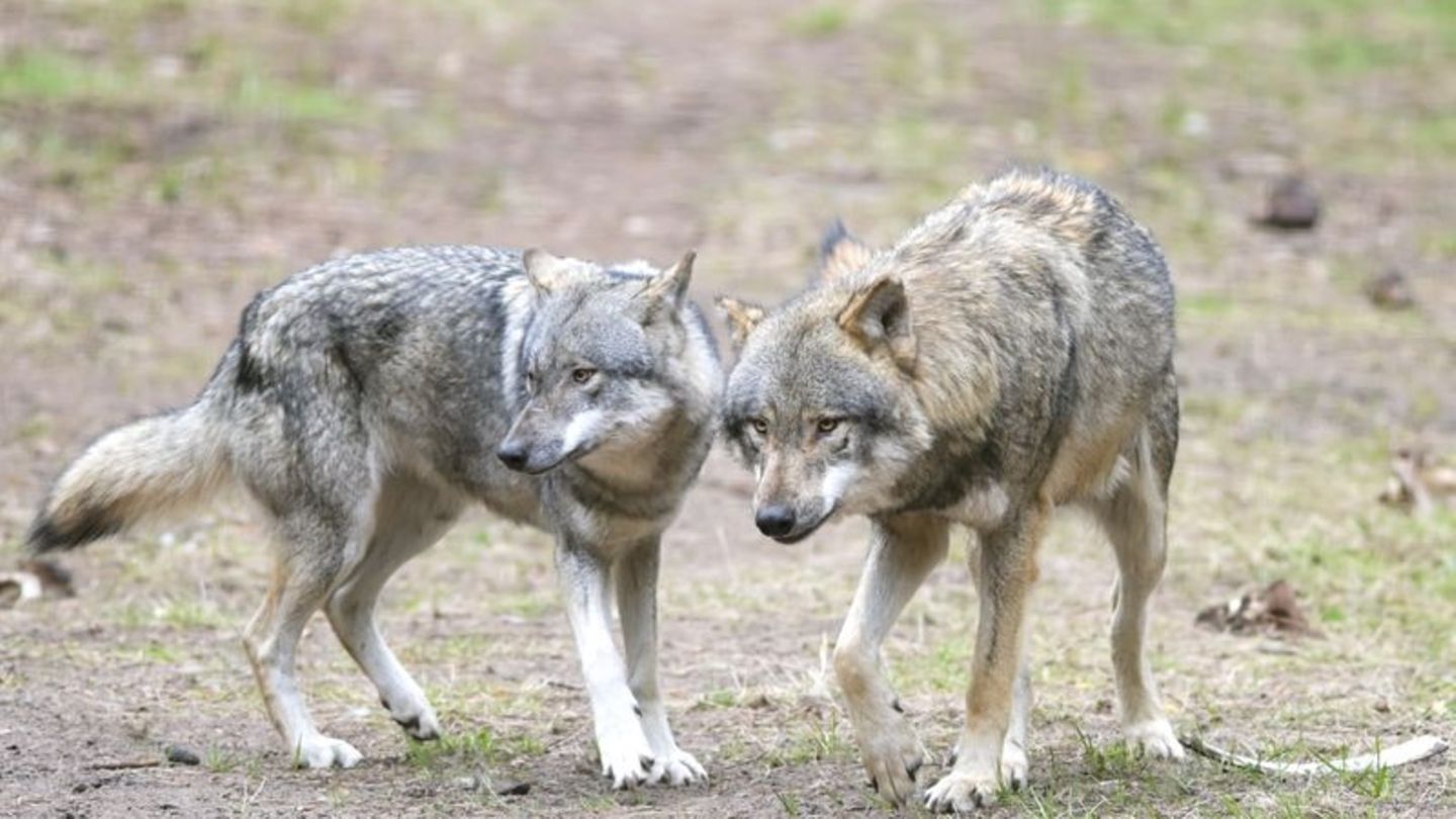 Neues Gesetzgebungsverfahren: Regierung hält an Wolfsverordnung fest - neue Klage in Sicht