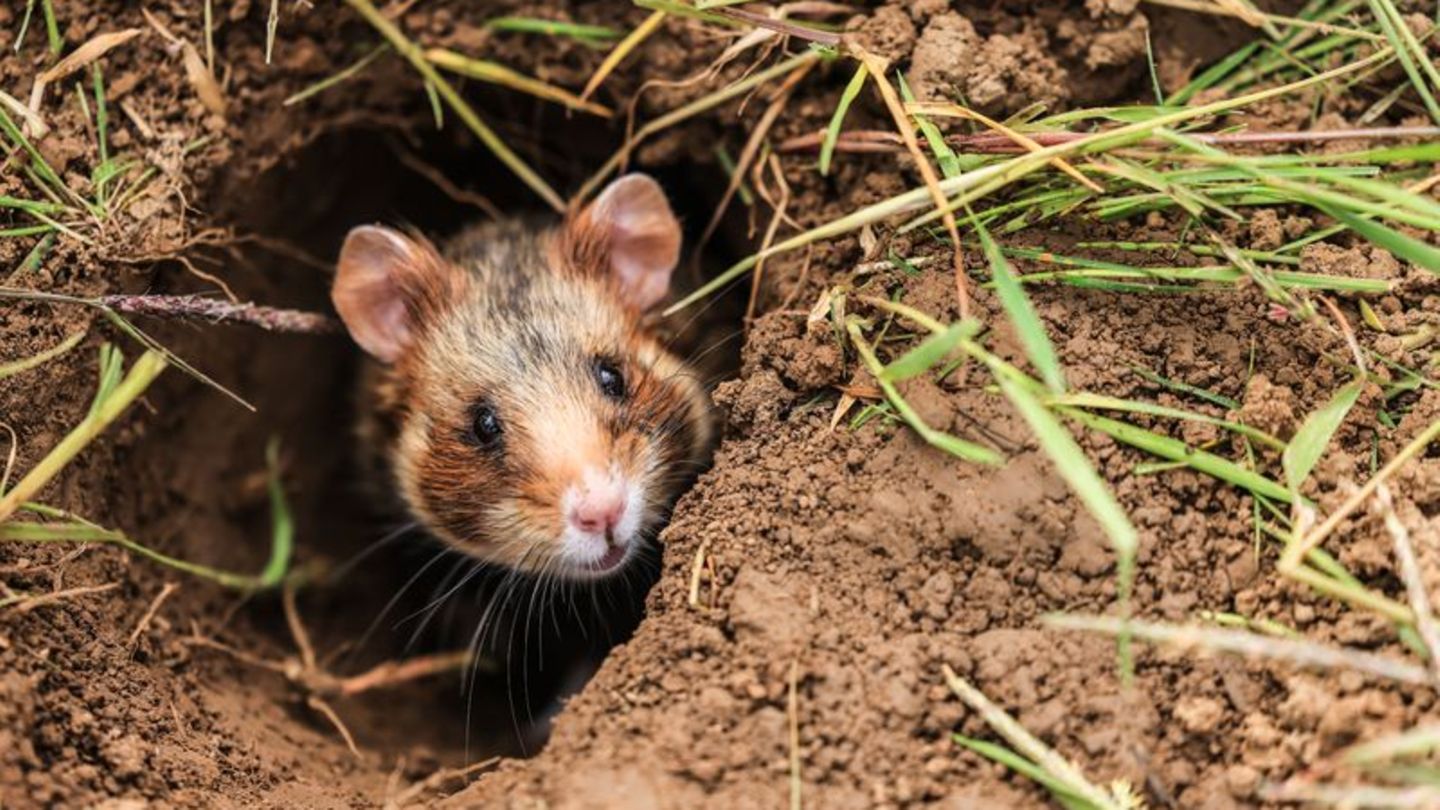 Tiere: Sorge um Feldhamster bleibt - Naturschützer zählen Bauten