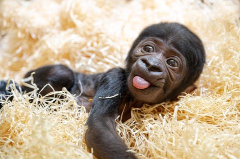 Gorillababy Superstar