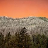 Der Rauch des "Park Fire" wirft ein orangefarbenes Licht auf einen Hang, der bei einem früheren Waldbrand im Tehama County in Mitleidenschaft gezogen wurde