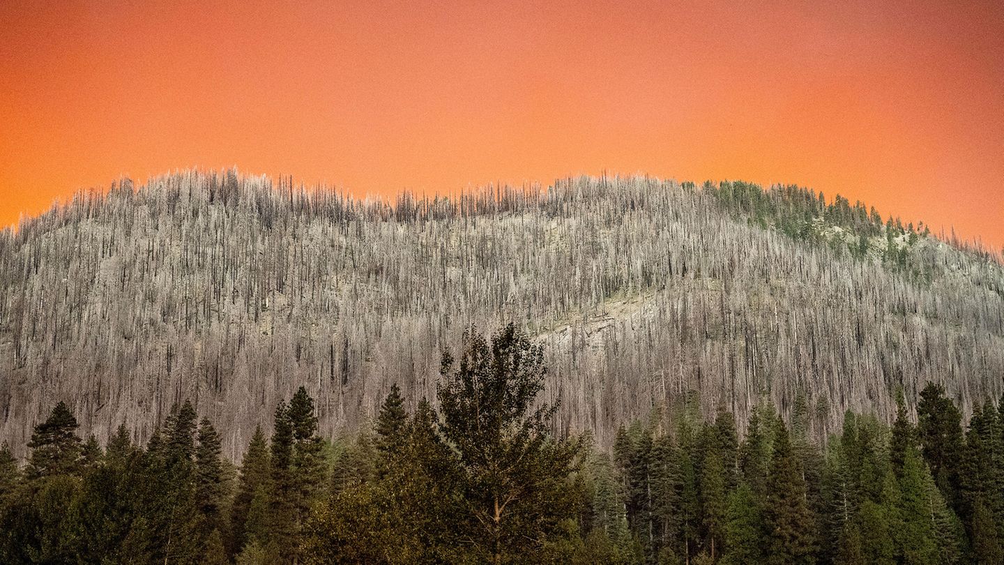 Der Rauch des "Park Fire" wirft ein orangefarbenes Licht auf einen Hang, der bei einem früheren Waldbrand im Tehama County in Mitleidenschaft gezogen wurde