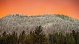 Der Rauch des "Park Fire" wirft ein orangefarbenes Licht auf einen Hang, der bei einem früheren Waldbrand im Tehama County in Mitleidenschaft gezogen wurde
