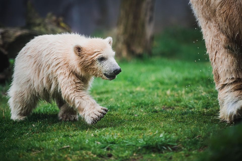 Eisbär Knut
