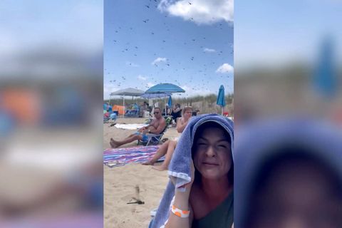 XXL-Libellenschwarm überrascht Strandbesucher (Video)