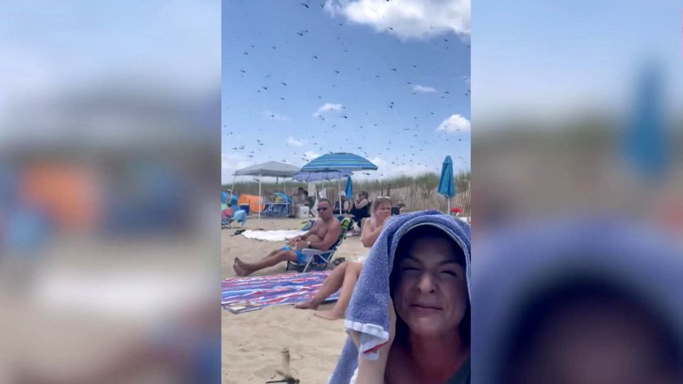 XXL-Libellenschwarm überrascht Strandbesucher (Video)