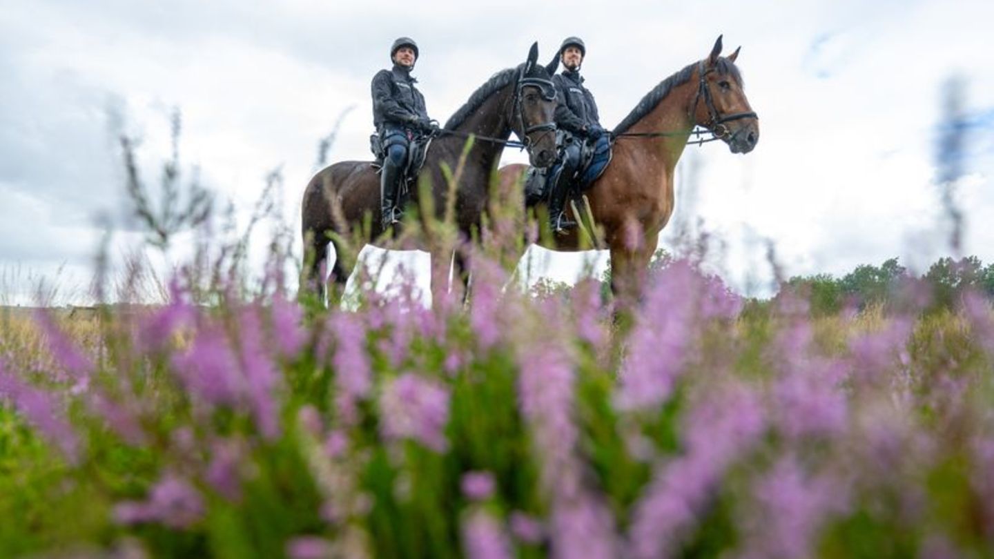Zur Heideblüte: Polizeireiter in der Lüneburger Heide unterwegs