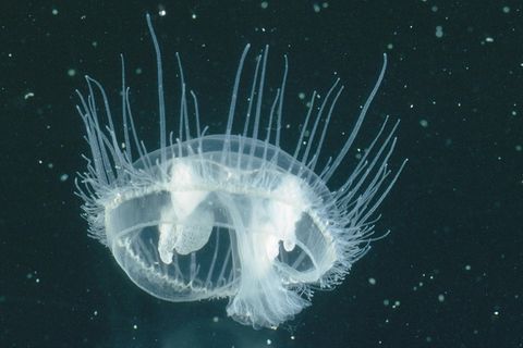 Süßwasser-Qualle schwimmt im Wasser