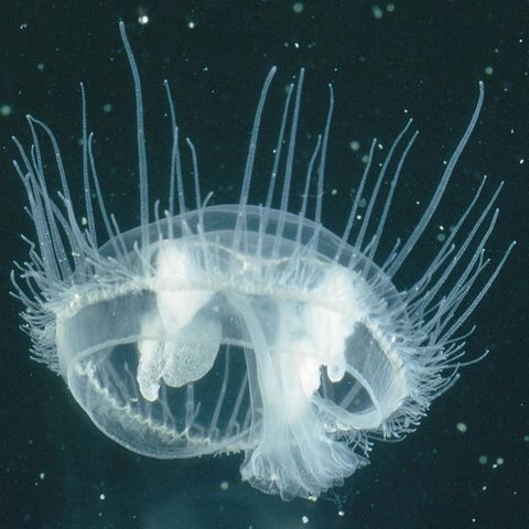 Süßwasser-Qualle schwimmt im Wasser