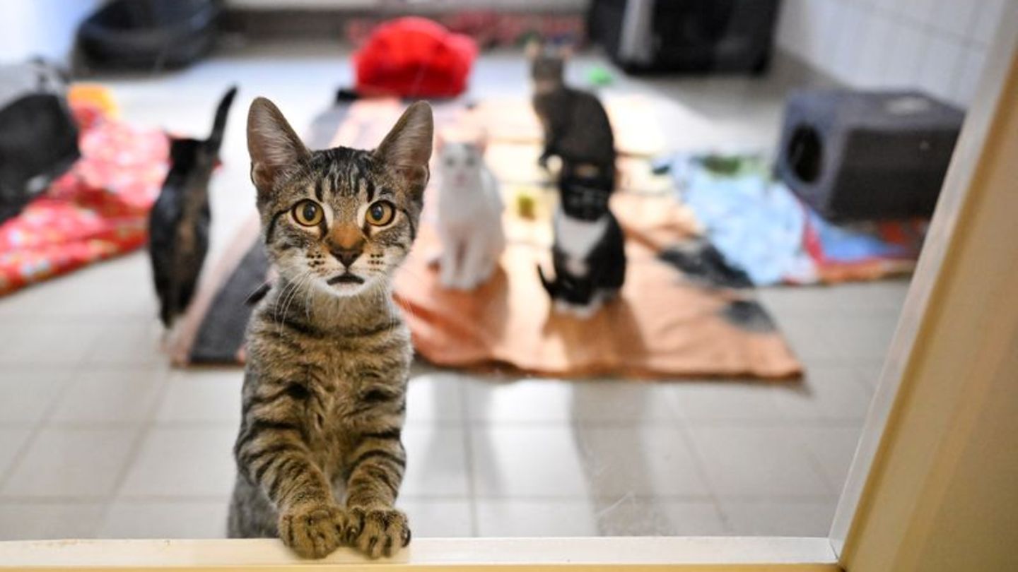 Kuriose Stellenanzeige: Flauschiger Job: Tierheim sucht Katzenstreichler