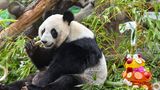 Ein Panda kaut auf Bambus herum