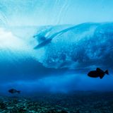 Auch unter Wasser lauern Zuschauer: Der italienische Surfer Leonardo Fioravanti in der Welle aus Fisch-Perspektive.