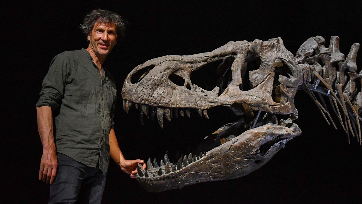 Dinosaurier: Korrupte Forscher, generöse Käufer: Hinter den Kulissen des Fossilien-Handels
