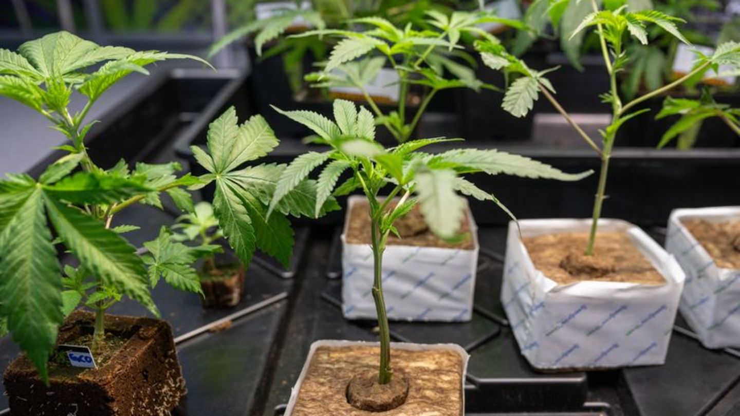 Teillegalisierung: In vier Wochen: 43 Cannabis-Clubs beantragt