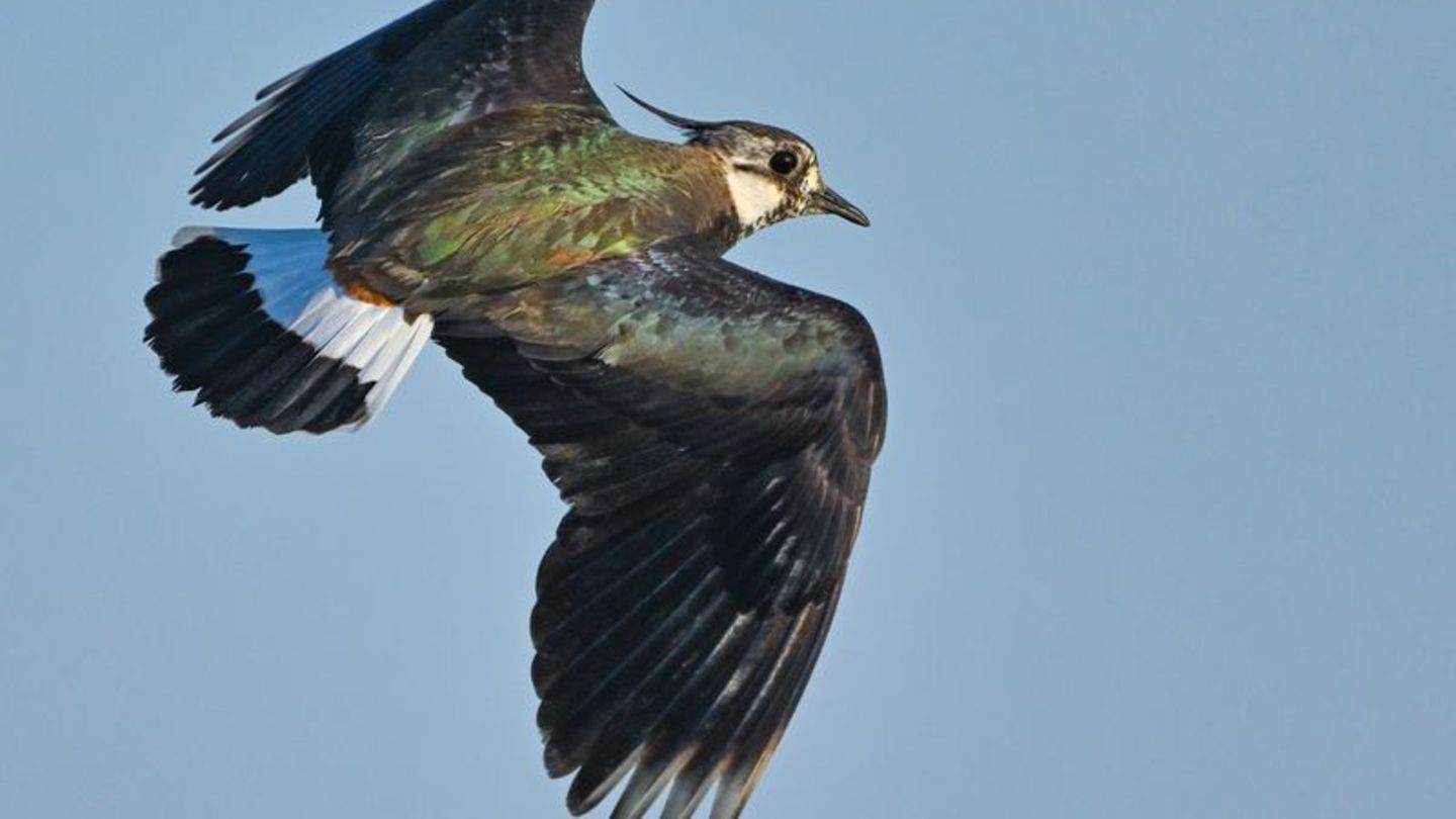 Tote Tiere: Vogelsterben: Mehrere hundert tote Tiere in Pocking entdeckt