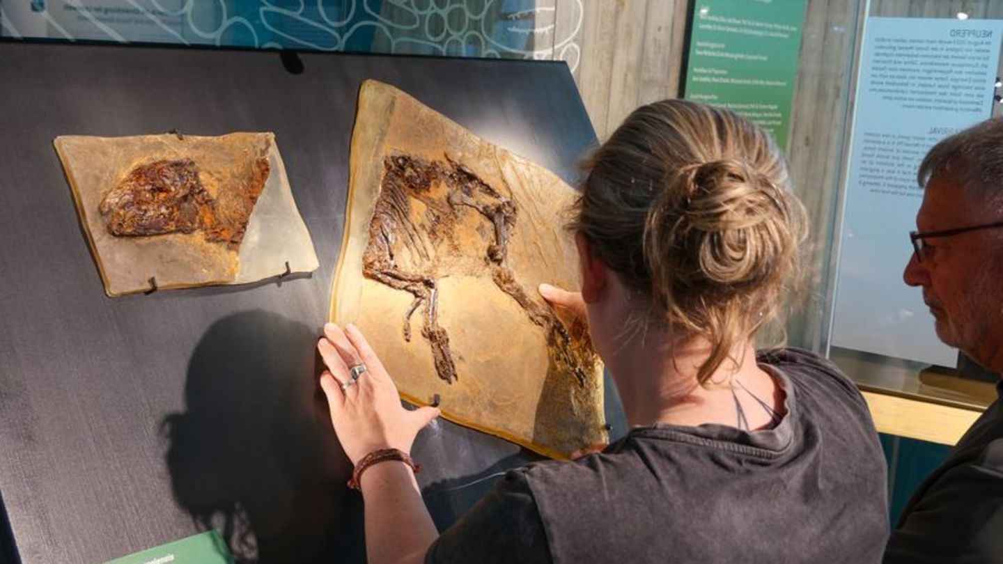 Fossilienfund: 48 Millionen Jahre altes Urpferdchen in Ausstellung zu sehen