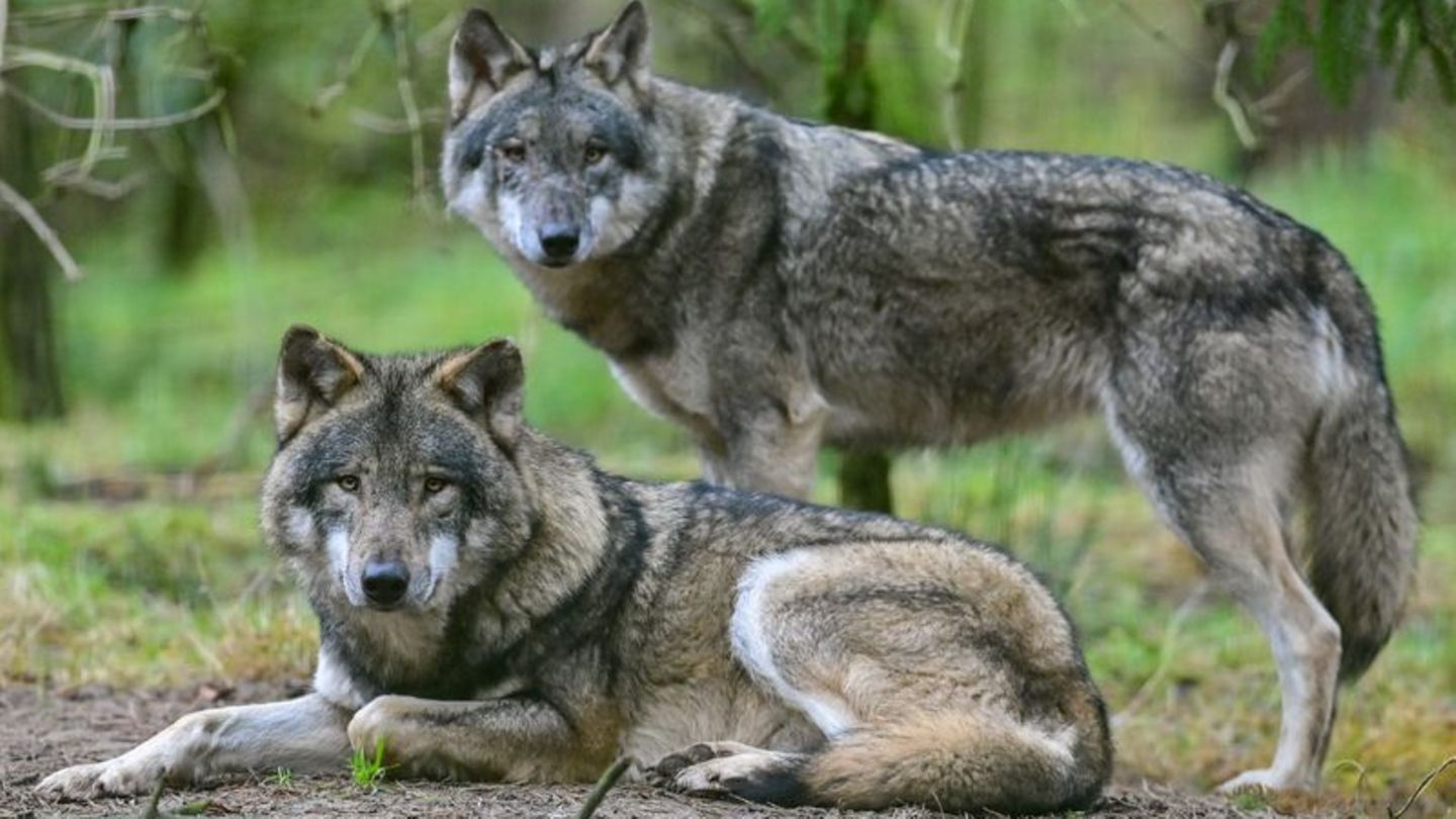 Brief nach Berlin: Angst vor Wölfen - Landrat lädt Umweltministerin in Rhön ein