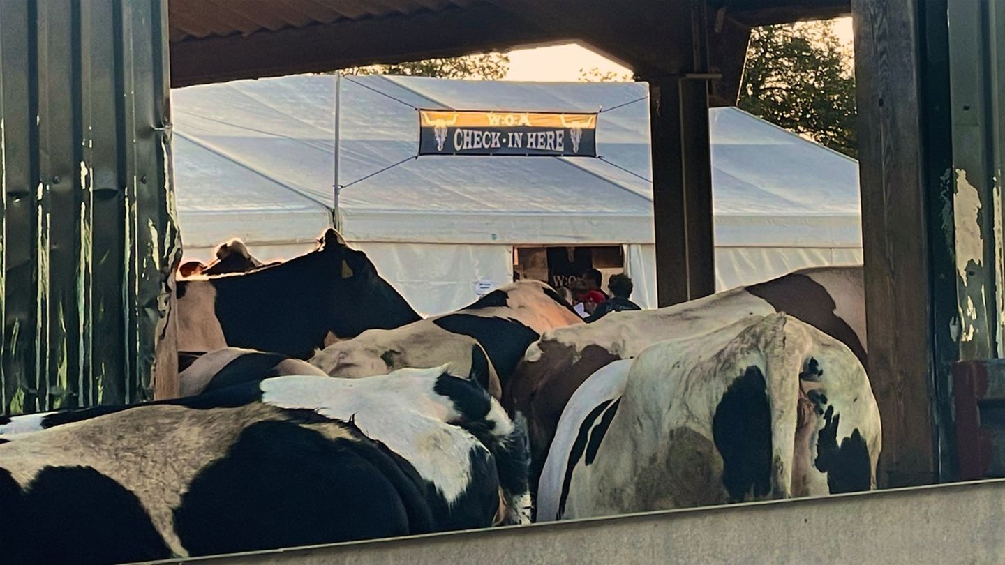Wacken liegt im ländlichen Bereich Schleswig-Holsteins, also geht’s durch den Kuhstall zum Check-In-Bereich     