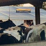 Wacken liegt im ländlichen Bereich Schleswig-Holsteins, also geht’s durch den Kuhstall zum Check-In-Bereich     