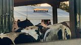 Wacken liegt im ländlichen Bereich Schleswig-Holsteins, also geht’s durch den Kuhstall zum Check-In-Bereich     