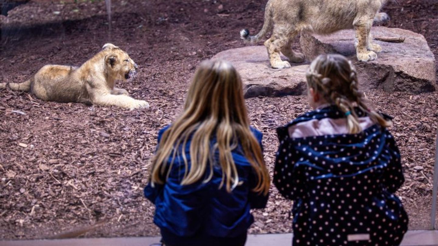 Nachwuchs: Löwenbaby im Schweriner Zoo geboren