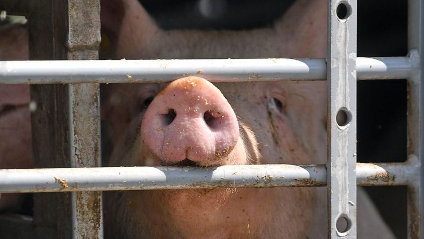 Tiere: Noch fehlen viele Angaben zum Tierhaltungslogo in Sachsen