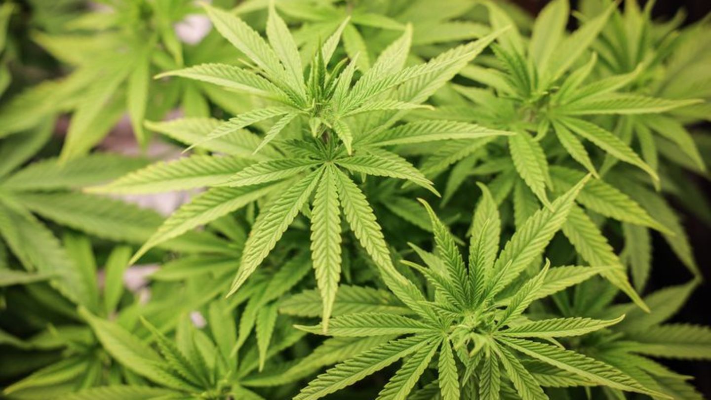 Teil-Legalisierung: Erst neun Anträge für Cannabis-Anbau in Hessen