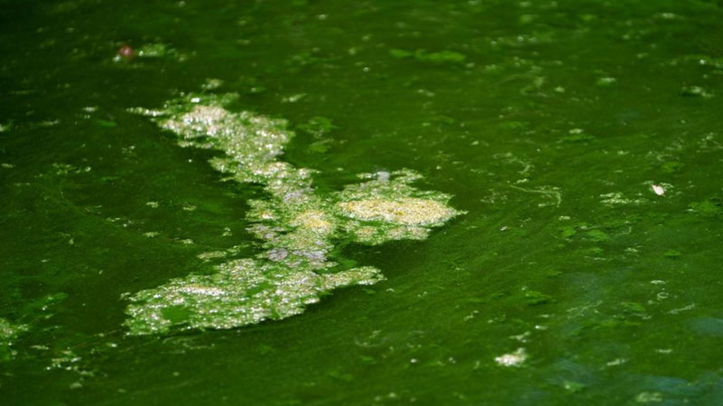 Wasserqualität: Blaualgen trüben an einigen Seen das Badevergnügen