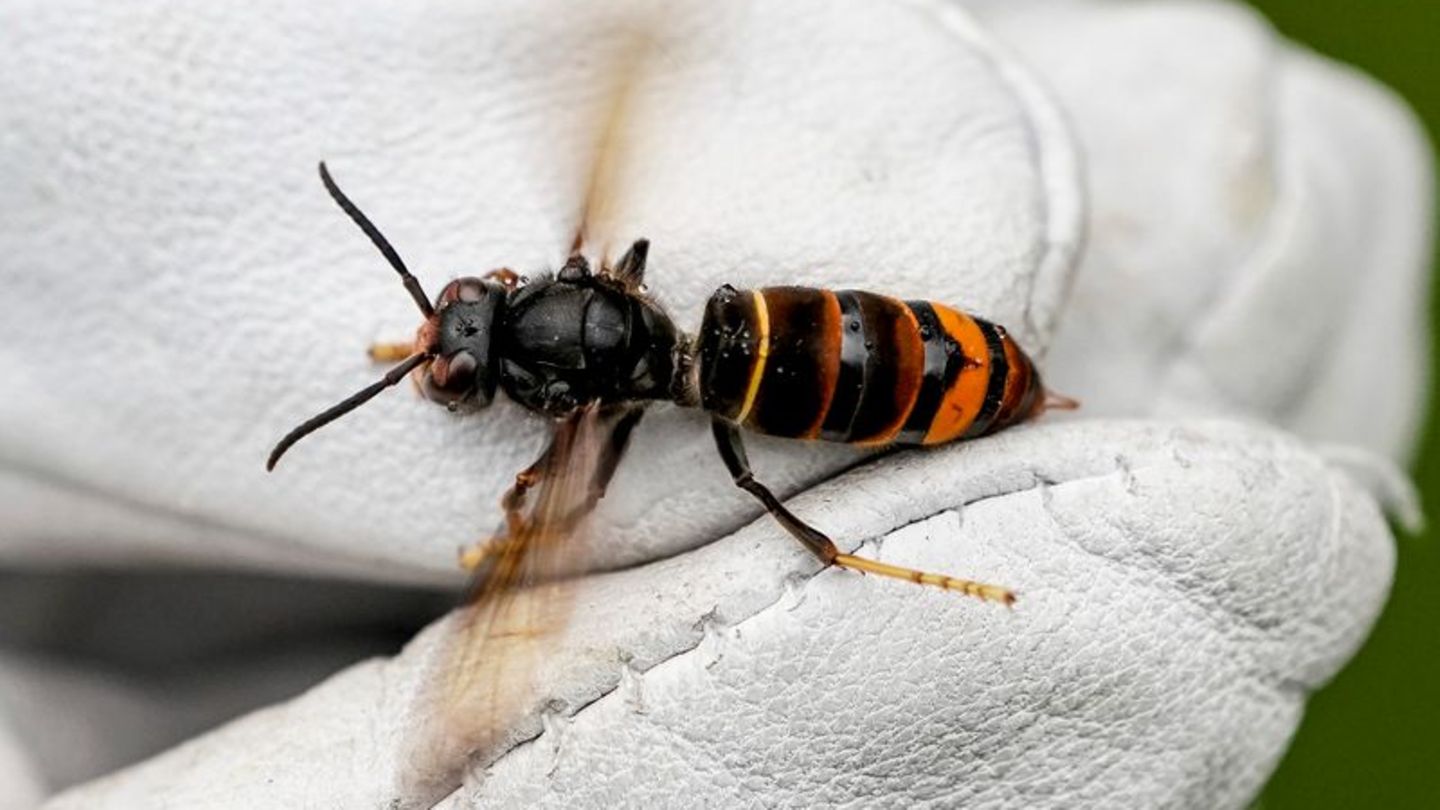 Invasive Art: Asiatische Hornisse auch in Niedersachsen nachgewiesen