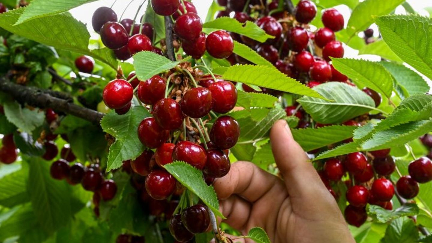 Obstanbau: Obstbetriebe dringen nach Ernteausfall auf Hilfe der Politik