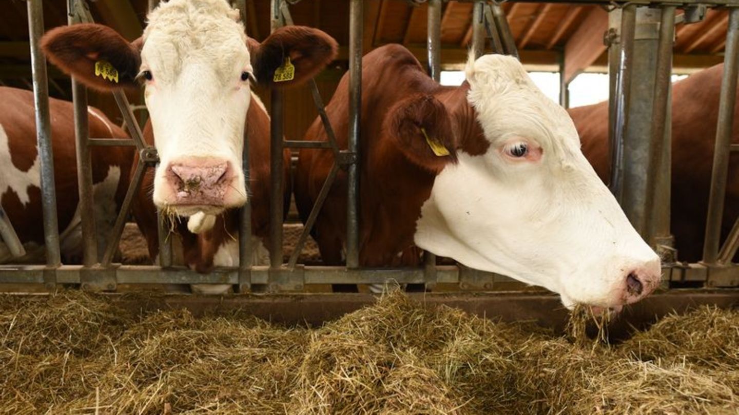 Tiergesundheit: Blauzungenkrankheit erreicht Lahn-Dill-Kreis