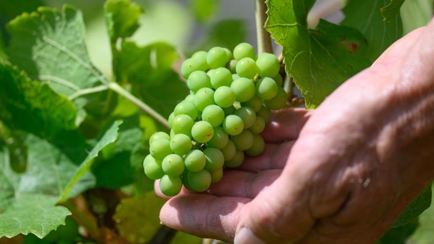 Weinjahr 2024: Winzer erwarten geringen Ertrag - Spitzenweine möglich