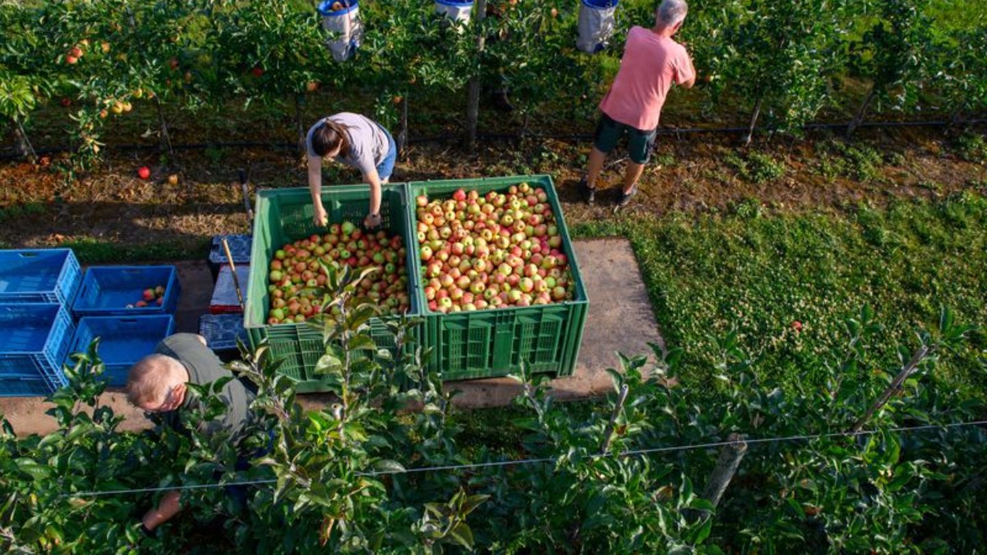Landwirtschaft: Hoher Schaden bei Apfelernte in Sachsen-Anhalt