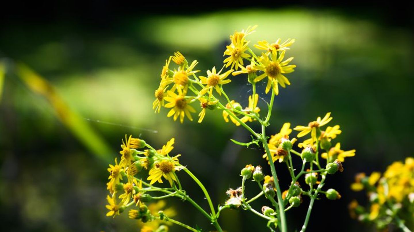 Natur: Das gelbe Gift: Jakobskreuzkraut auf dem Vormarsch
