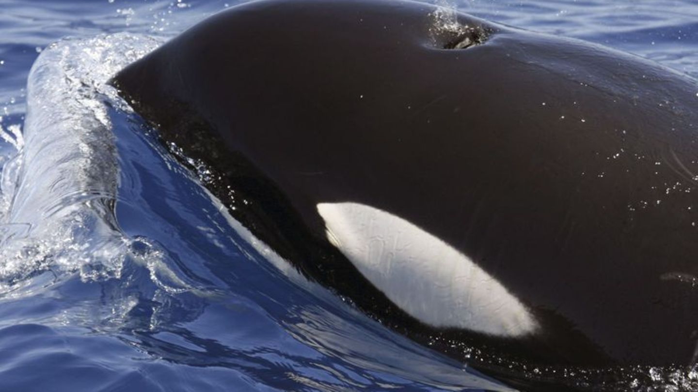 Vor der iberischen Küste: Mysteriöse Orca-Angriffe: 
